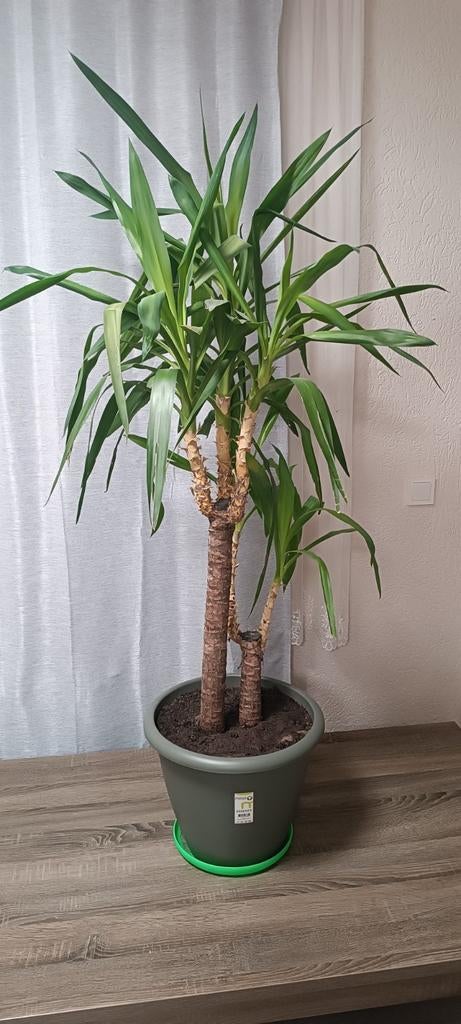 Yucca elephantipes 160 cm - Robuuste kamerplant, Overige soorten, Volle zon, Vaste plant, Ophalen of Verzenden