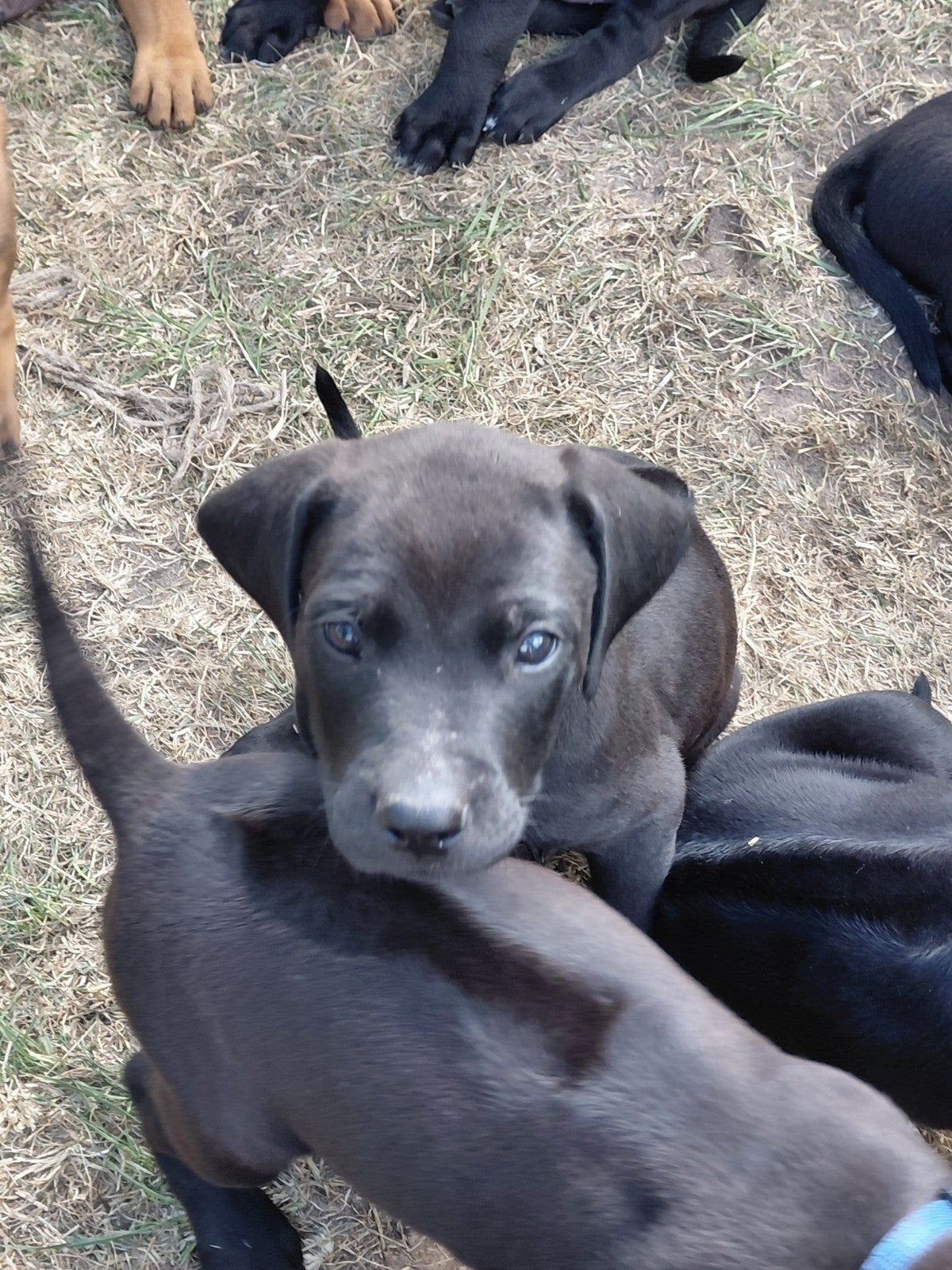 laatste 2 puppy's labrador (25%) x rhodesian ridgeback (, Reu, 8 tot 15 weken, Labrador retriever, Meerdere