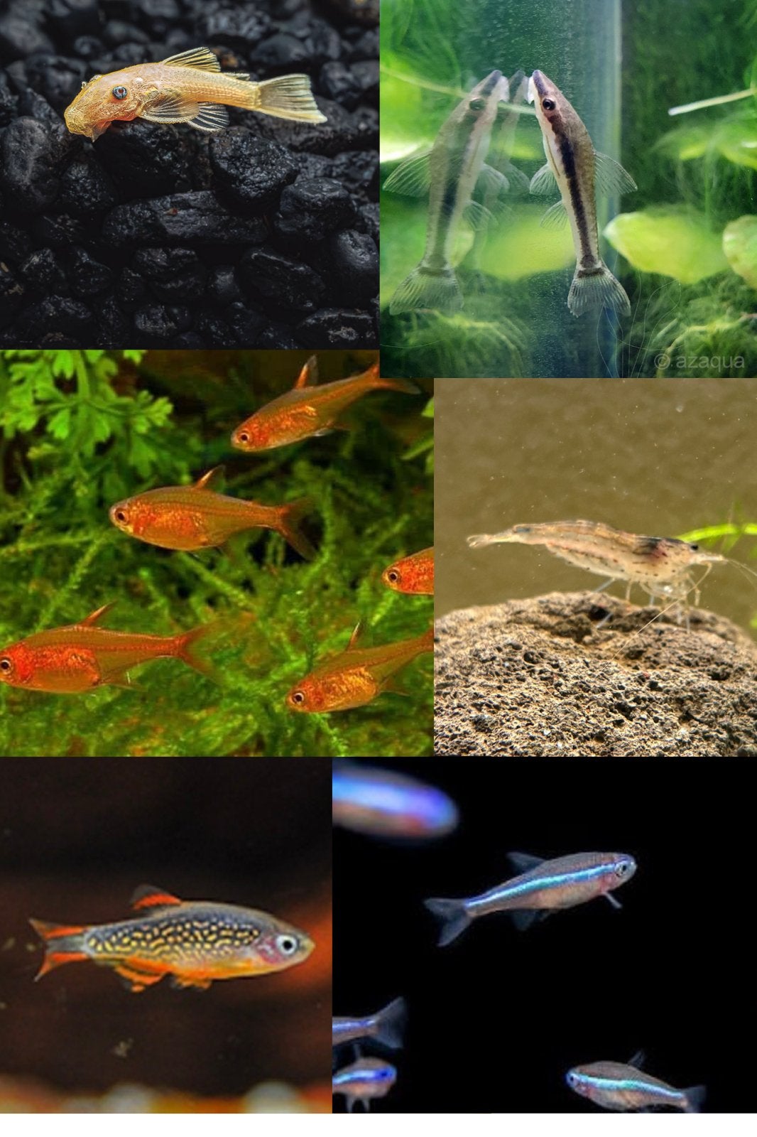 Vis bestand, Dieren en Toebehoren, Vis, Zoetwatervis, Schoolvis