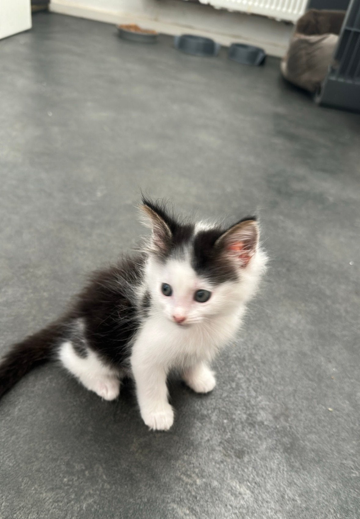 kitten te koop, Kortharig