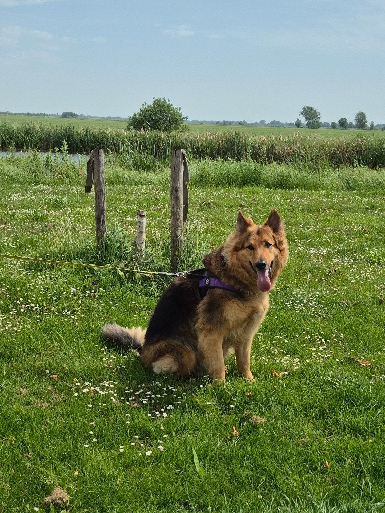 Lief prachtig Oude Duitse Herder, Dieren en Toebehoren, Honden | Herdershonden en Veedrijvers, Reu, Parvo, Eén hond, 3 tot 5 jaar