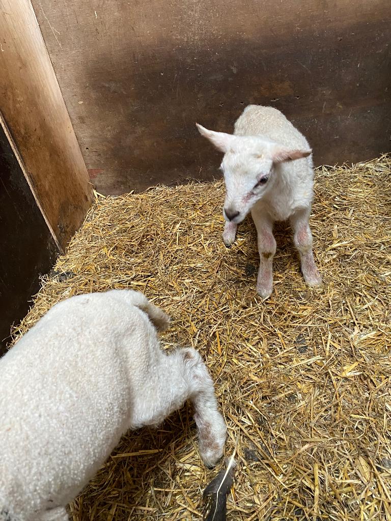 Fleslammeren, Meerdere dieren, Schaap, 0 tot 2 jaar