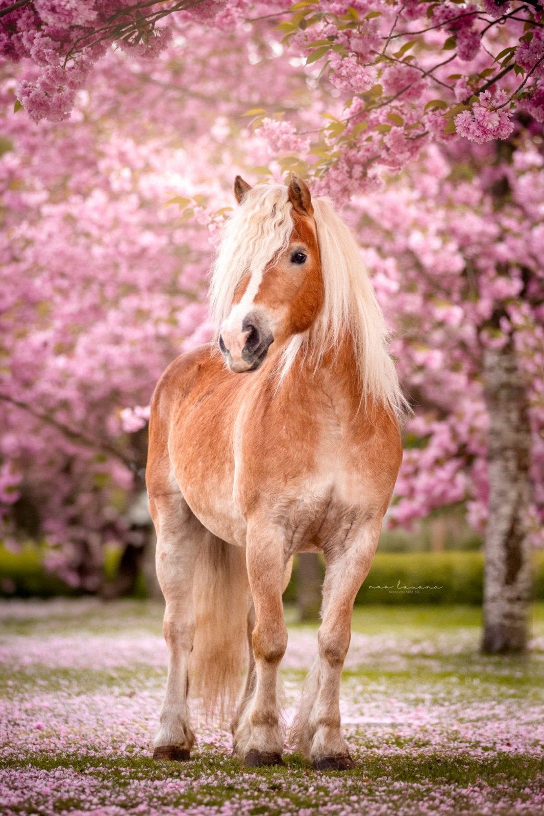 Haflinger ruin, Dieren en Toebehoren, Paarden, Minder dan 160 cm, B, Ruin, Gechipt