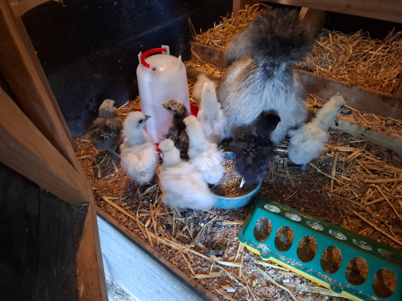 Zijdehoen kuikens, Dieren en Toebehoren, Geslacht onbekend, Kip