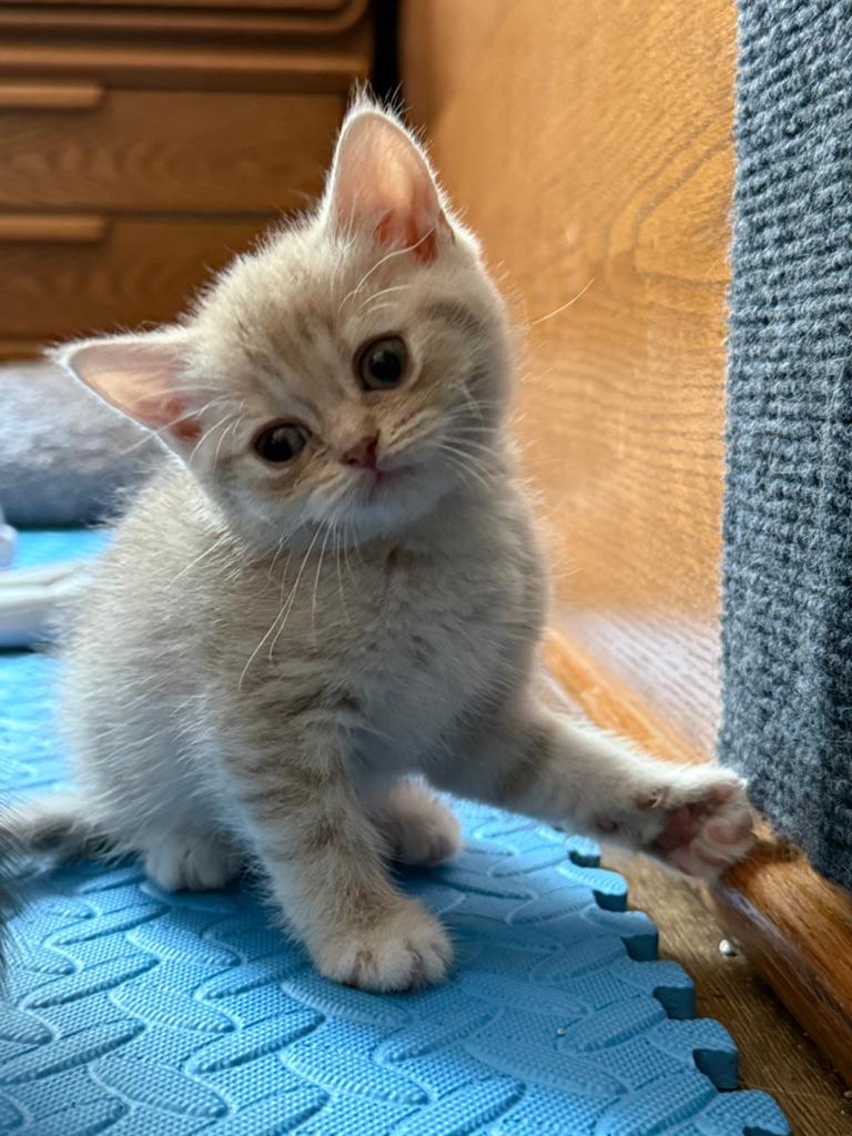 Britse Korthaar / Perzische mix kittens - shorthair, Kater, Kortharig, 0 tot 2 jaar