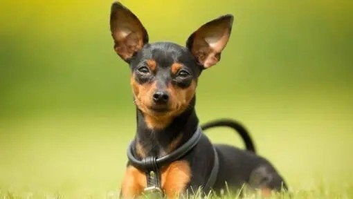 Dwergpinscher/minipinscher, 8 tot 15 weken, Buitenland, Meerdere, Overige rassen