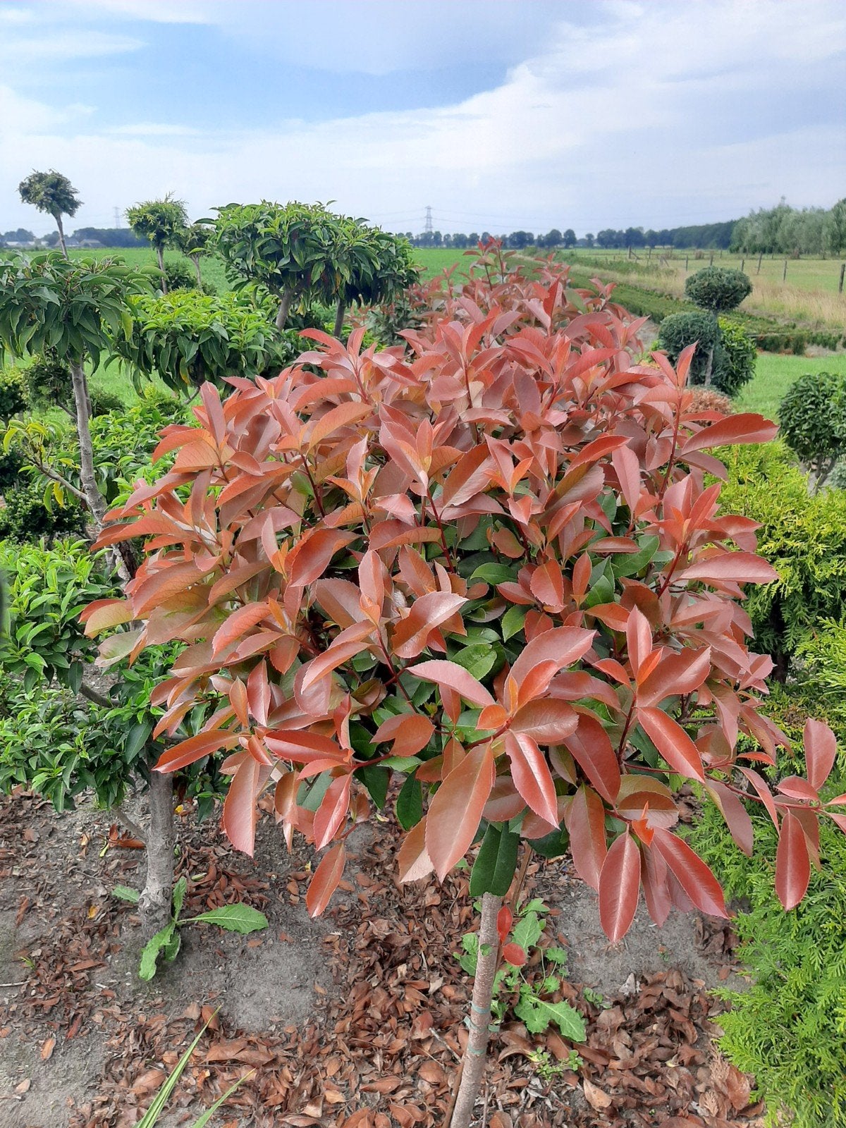 Photinia 'Red Robin' op stam - Glansmispel €20, Volle zon, Vaste plant, Lente, Ophalen