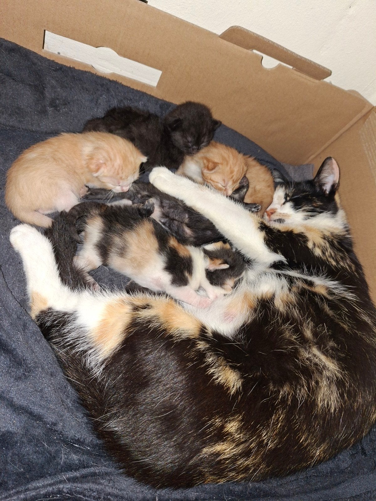 Mooie kittens, Meerdere dieren