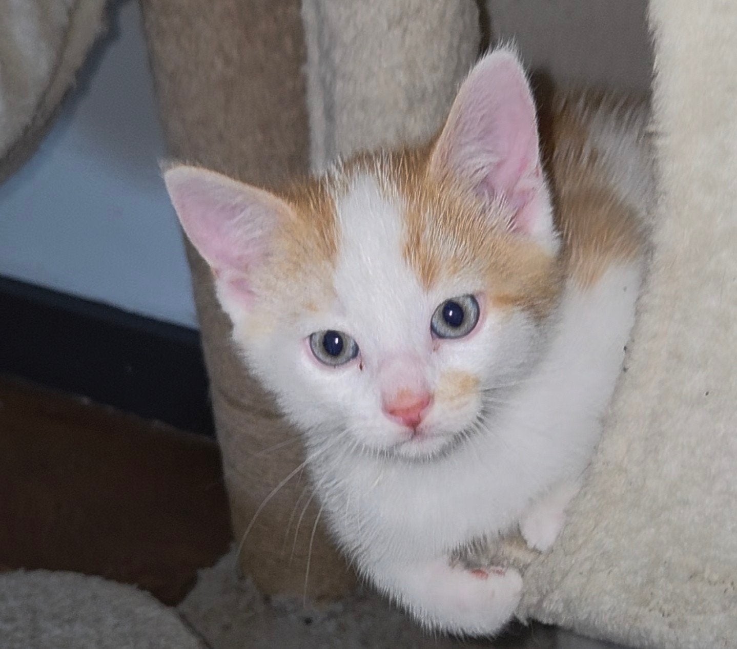 kittens, Meerdere dieren