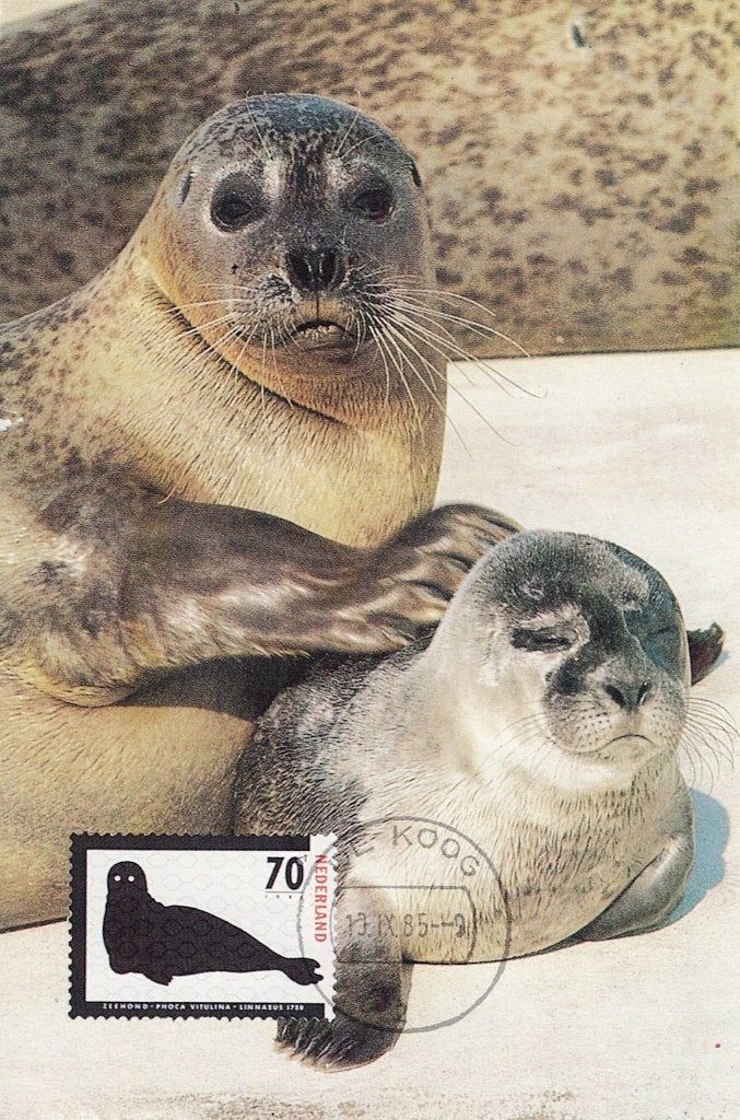 Zeehond met jong met postzegel voorkant 287, Verzamelen, Ansichtkaarten | Dieren, Verzenden, 1980 tot heden, Gelopen, Waterdier