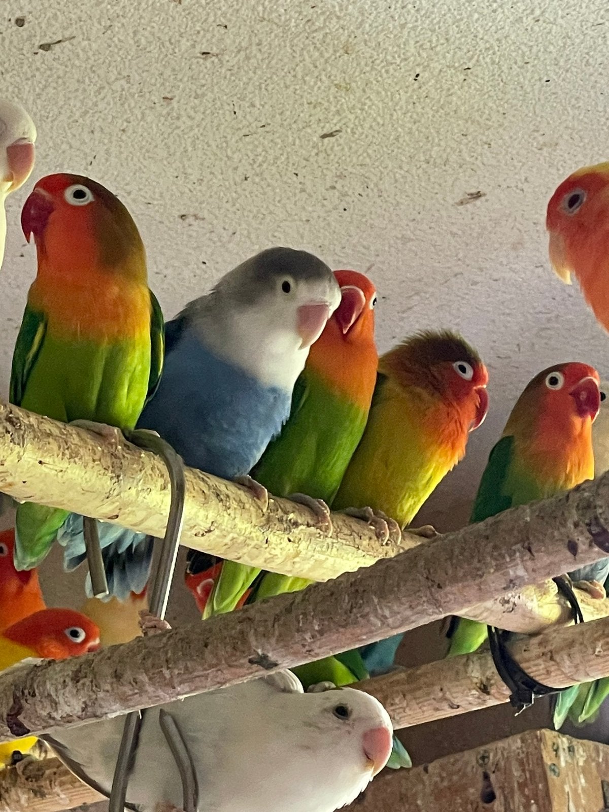 Agapornis Dwergpapegaai Fischerie Roseicolle Personata, Dieren en Toebehoren, Meerdere dieren, Papegaai, Geringd