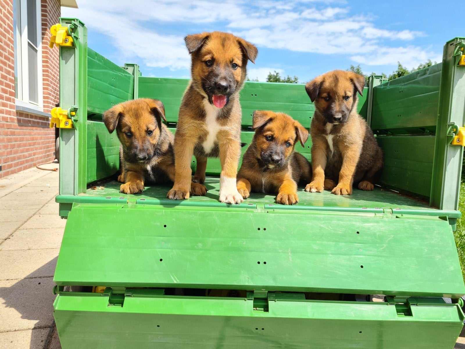 Heerlijke relaxed Border Collie x Mechelse Herder pups F1, Dieren en Toebehoren, Honden | Herdershonden en Veedrijvers, Overige rassen