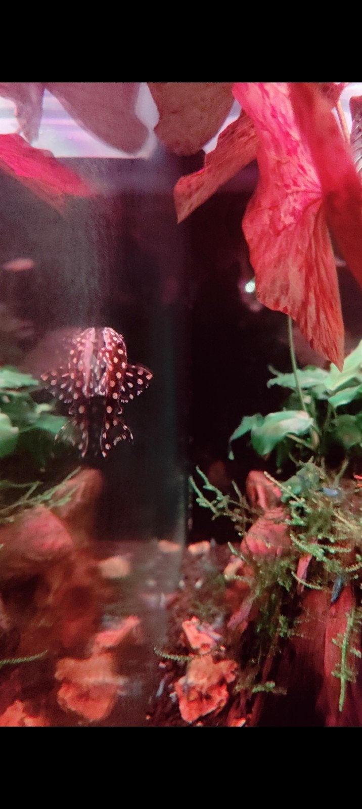 4x  Mini Snowball Pleco L471, Dieren en Toebehoren, Vis
