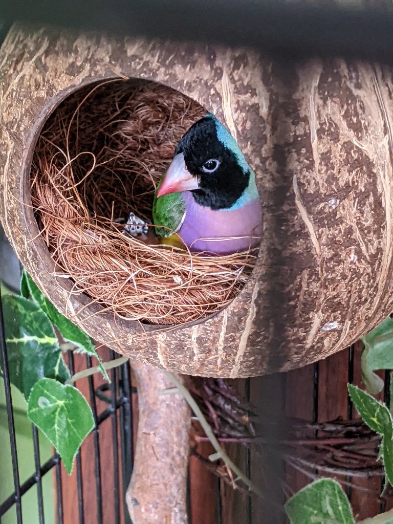 Gouldamandine 2026, Dieren en Toebehoren, Meerdere dieren, Tropenvogel