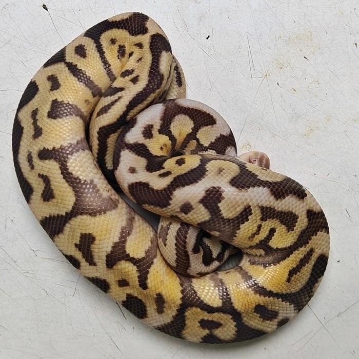 python regius, Slang, 0 tot 2 jaar