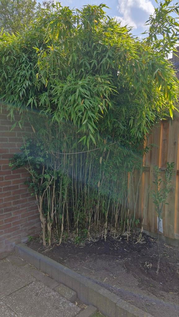 Grote Bamboeplant - Ideaal voor privacy en groen, Ophalen, Gehele jaar, Volle zon, Wortelstok