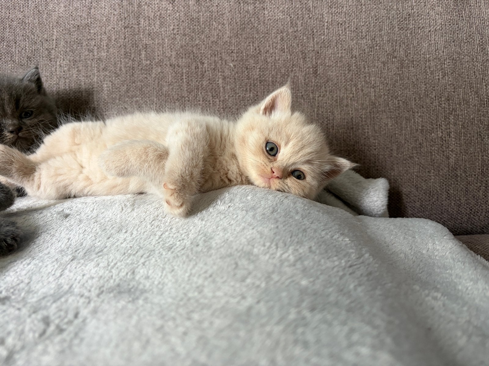 3 lieve katertjes zoeken een fijn thuis, Kater, Ontwormd