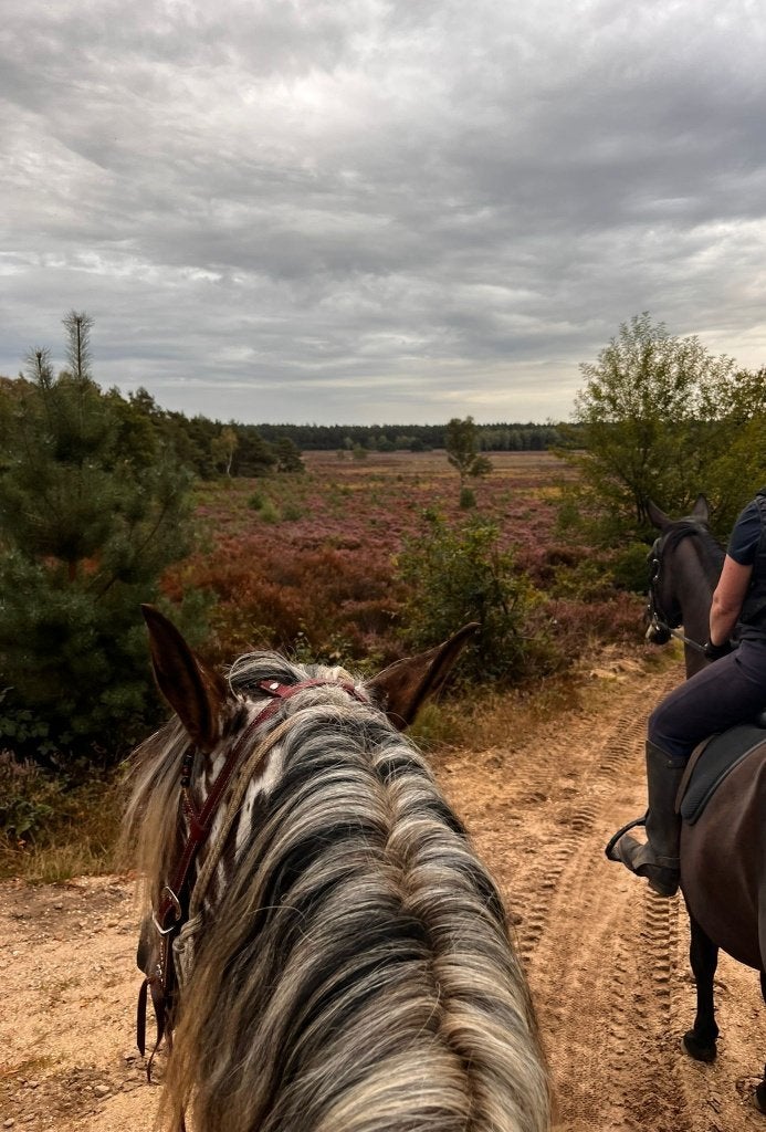Plaats op PP in Ede Noord, 1 paard of pony