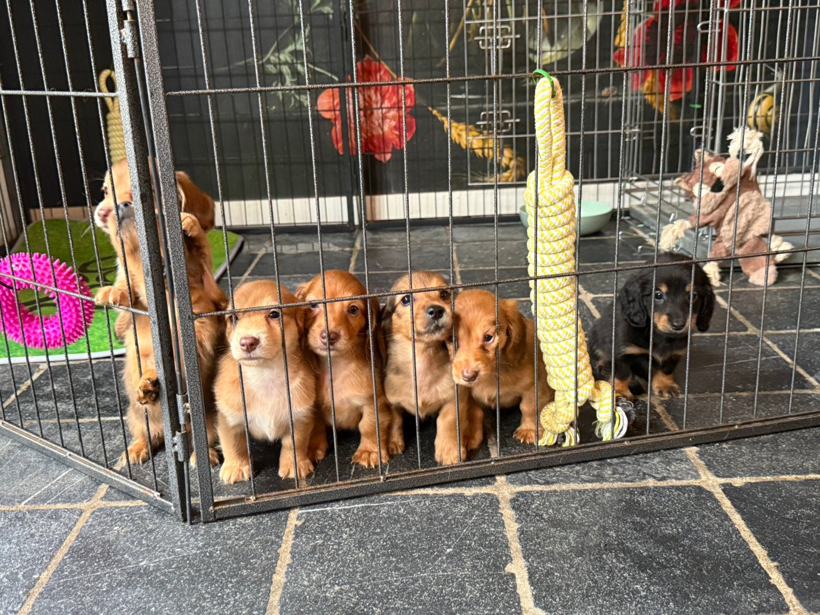 Langharige dwerg teckel puppy’s Chocotan Cream/Creamdragend, Dieren en Toebehoren, 8 tot 15 weken, Dwerg, Langhaar, Meerdere