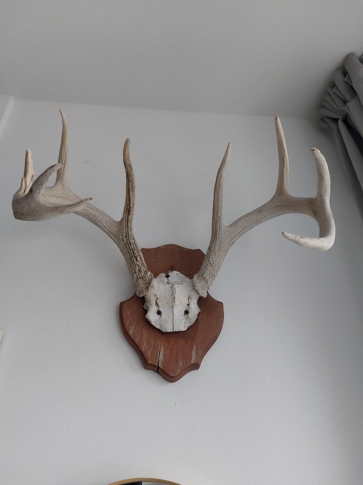Hertenkop met gewei op houten schild, Gebruikt, Ophalen of Verzenden, Bruin, Vintage