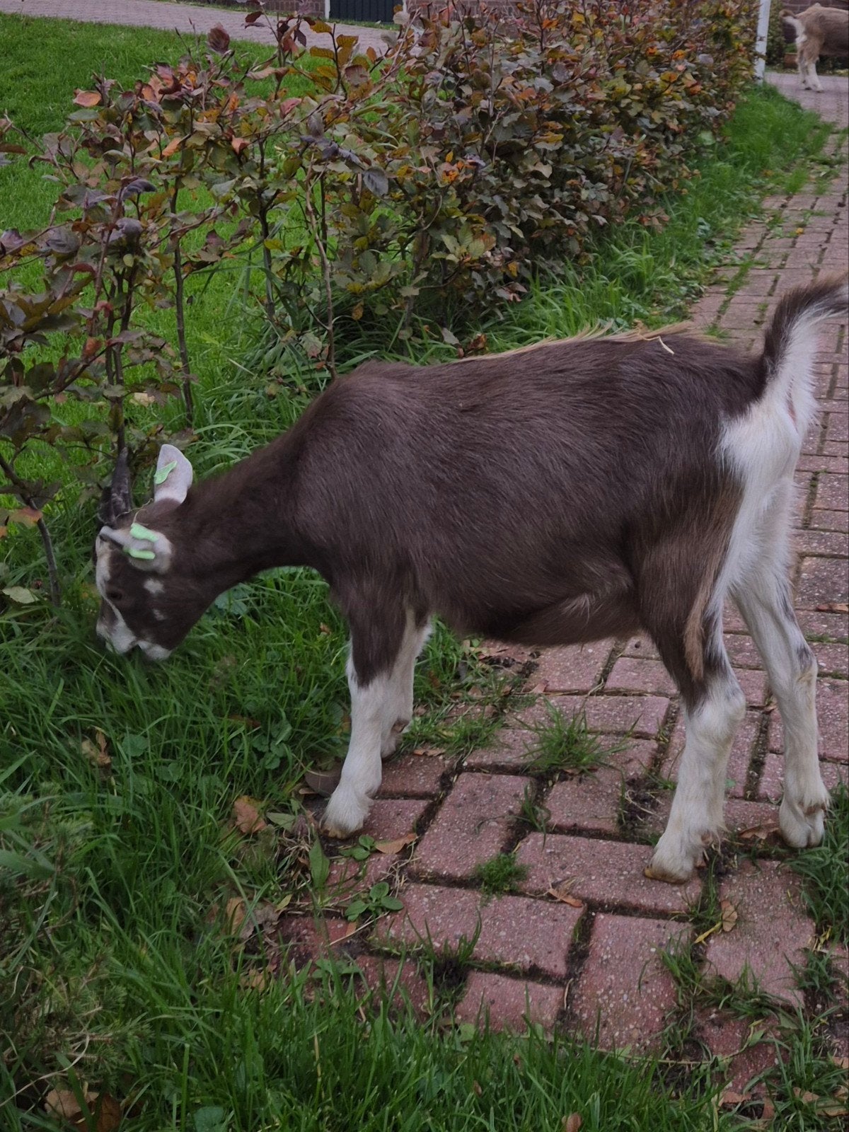 twee mooie jonge toggenburger geiten, Meerdere dieren, Geit