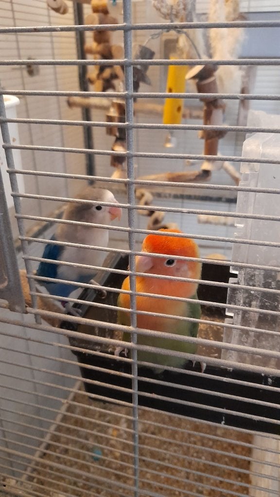 Dwergpapegaaien incl. (grote) kooi, Ophalen, Gebruikt, Metaal, Vogelkooi
