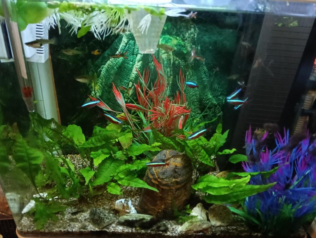 GEVRAAGD DRIJFPLANTJES prijs notk, Ophalen of Verzenden, Leeg aquarium