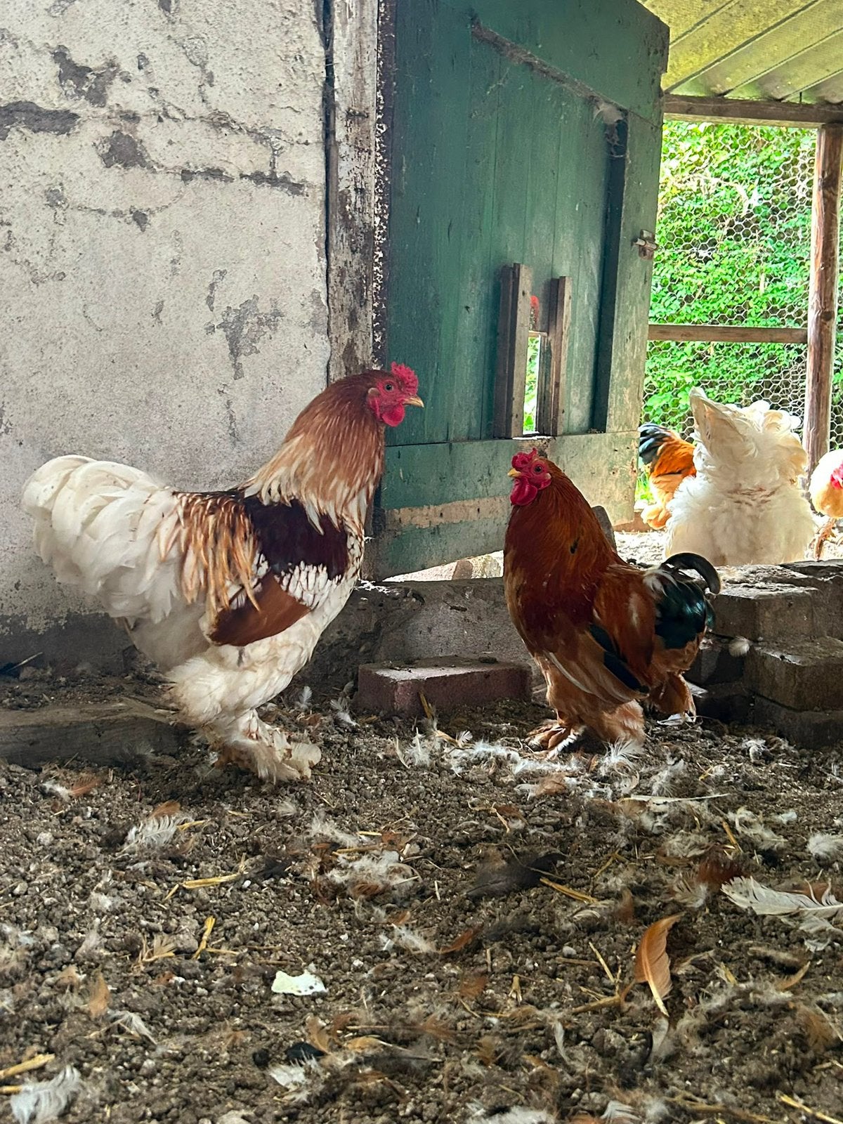 Mooie hanen, Dieren en Toebehoren, Pluimvee, Kip, Mannelijk