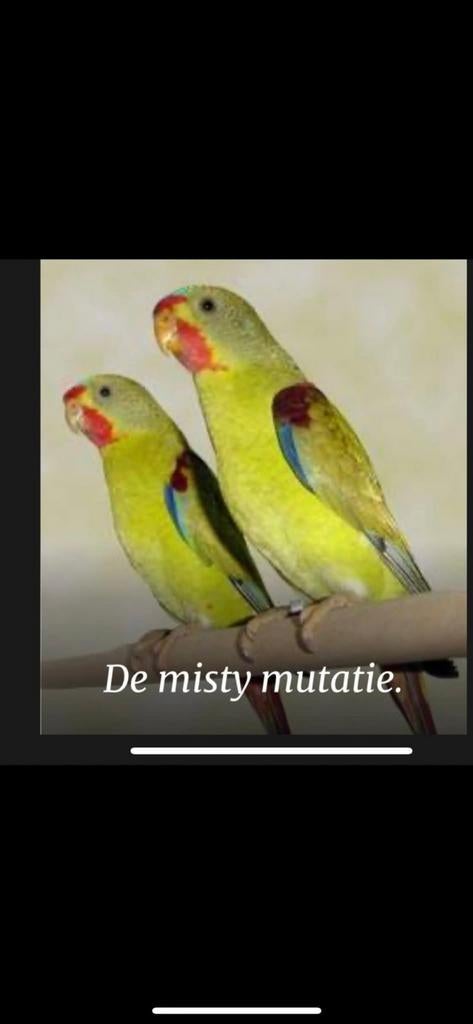 Swift parkieten gevraagd, Meerdere dieren, Parkiet