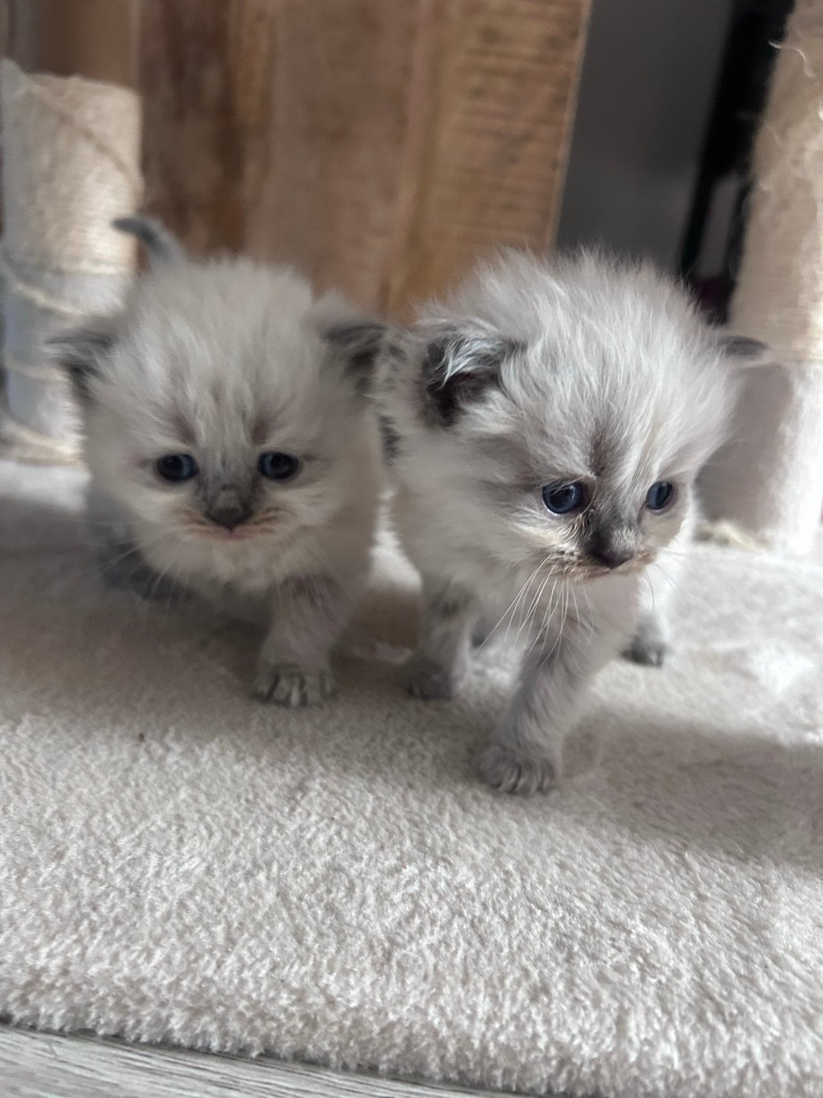 Raszuivere syberische neva masquerade kittens, Meerdere dieren, Gechipt, 0 tot 2 jaar