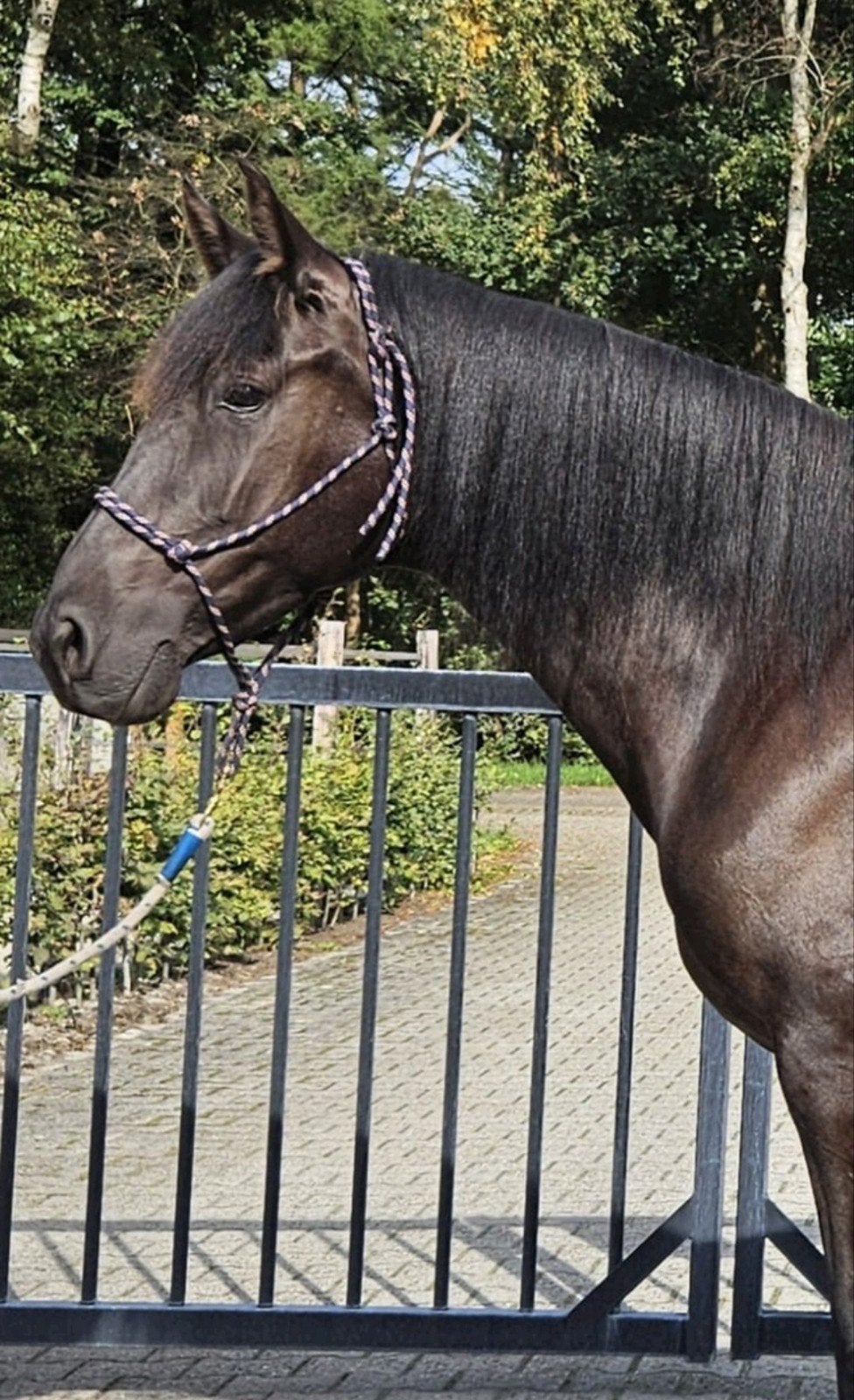 Prachtige zachtaardige recreatie merrie zoekt fijn huis, Minder dan 160 cm, 7 tot 10 jaar, Recreatiepaard, Merrie