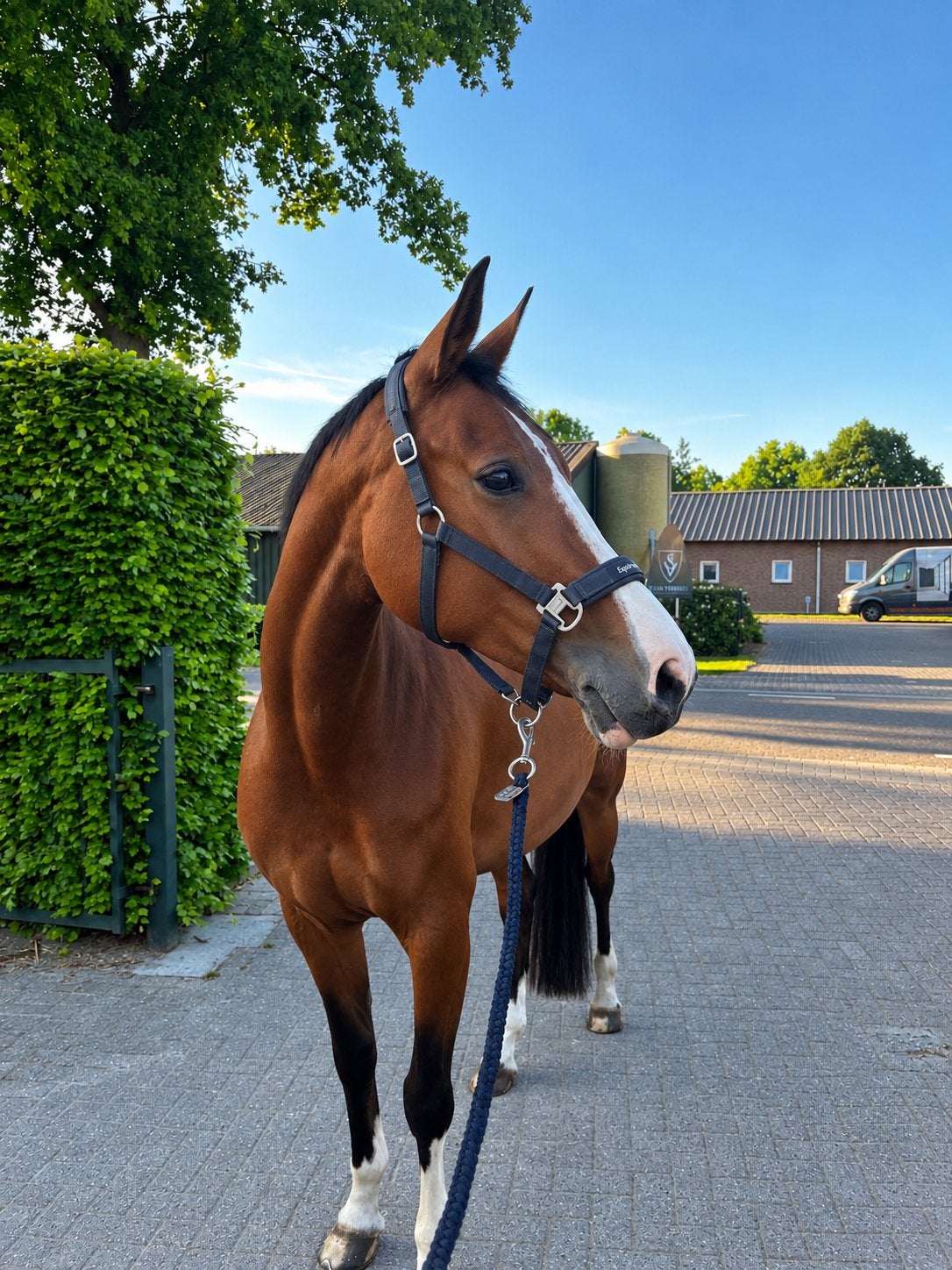 Knappe Talentvolle merrie, Merrie, Met stamboom, Dressuurpaard, L