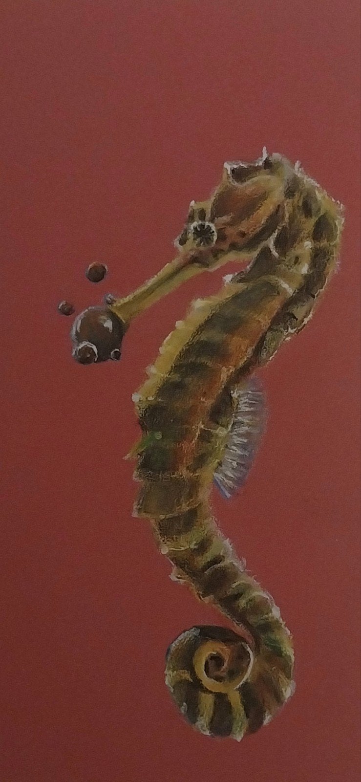 Zeepaardje tekening, Ophalen of Verzenden