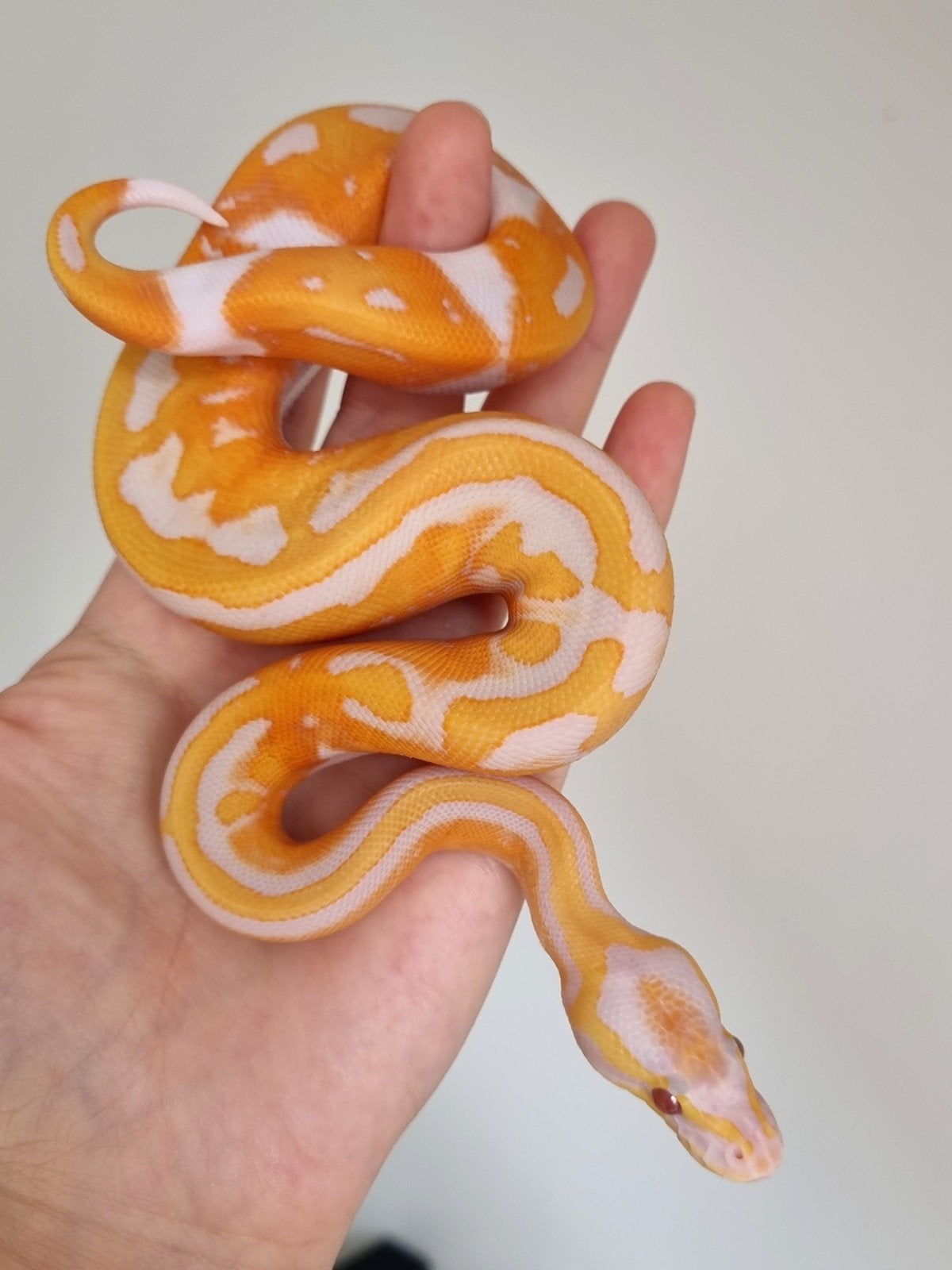 1.0 black head dreamsicle koningspython Ball Python - male for sale from Rocking Reptiles