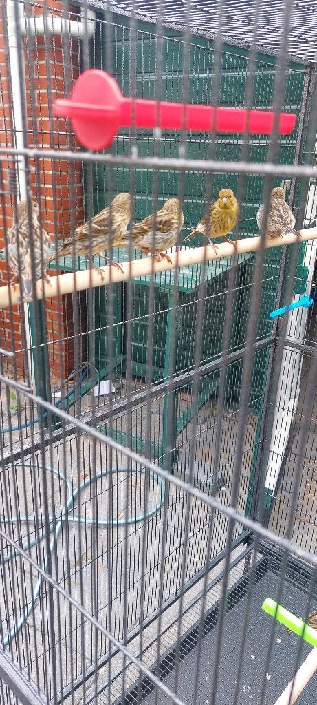 jonge kanaries van dit jaar, Meerdere dieren, Kleurkanarie