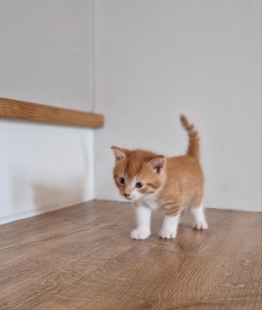 Te koop kittens