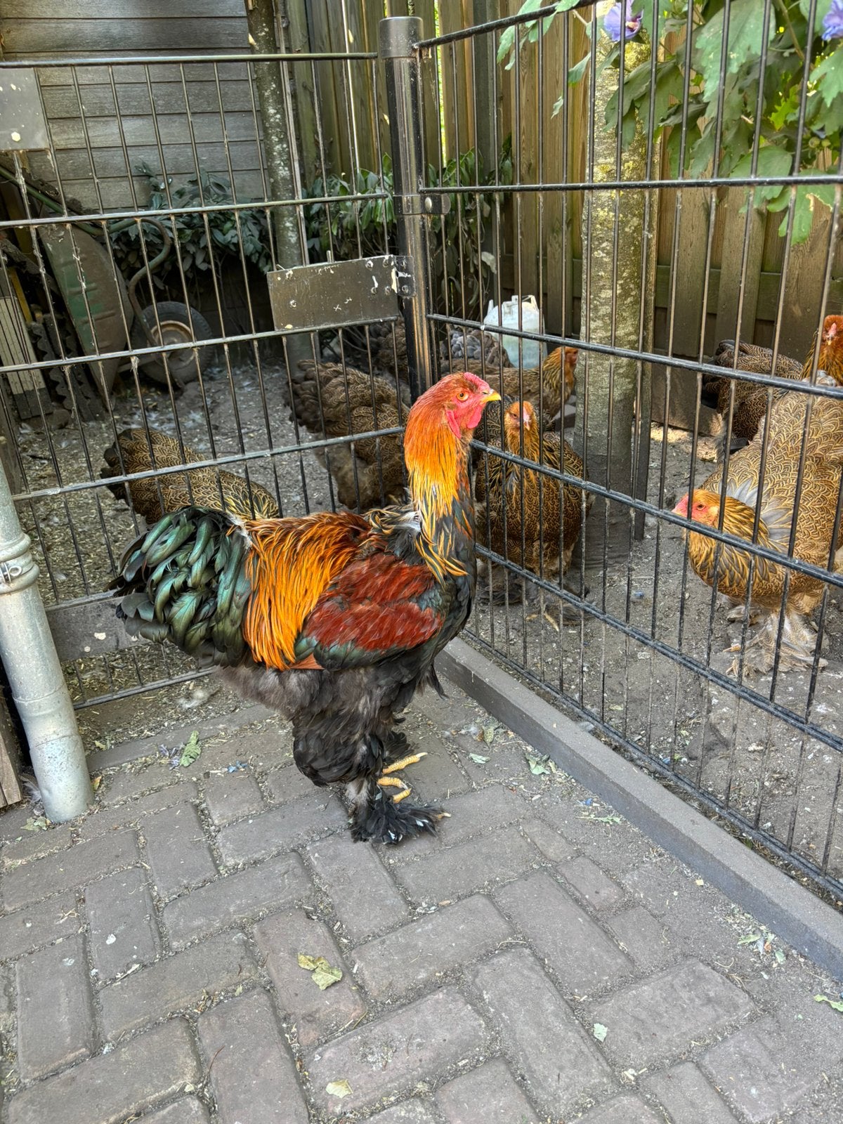 Brahma groot Meerzomig Patrijs haan feb 2026, Dieren en Toebehoren, Pluimvee, Mannelijk, Kip