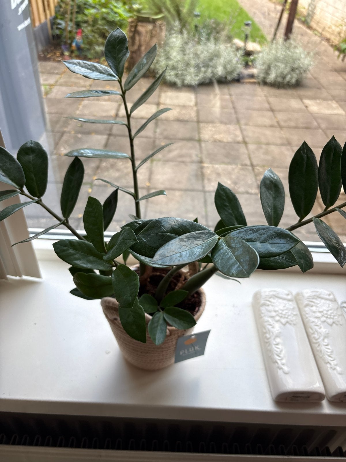 Plant in pot, Huis en Inrichting, Ophalen, Overige soorten, Halfschaduw, In pot