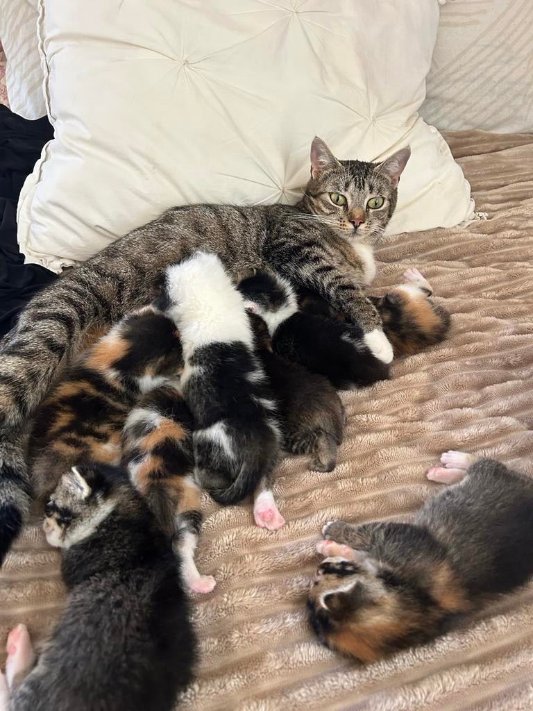 Moederpoes + kittens, Dieren en Toebehoren, Katten en Kittens | Overige Katten, Poes