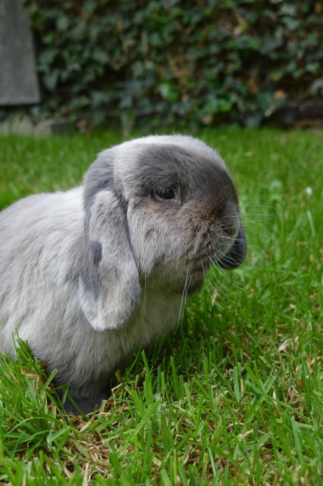 Lieve dwerghangoor ram, Dieren en Toebehoren, Mannelijk, Dwerg, Hangoor, 3 tot 5 jaar