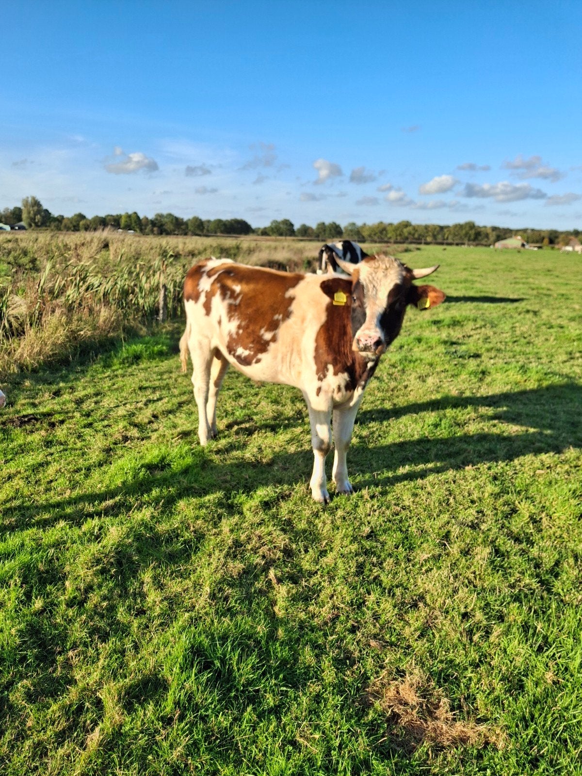 3 stieren rond een jaar oud, Dieren en Toebehoren, Mannelijk, 0 tot 2 jaar