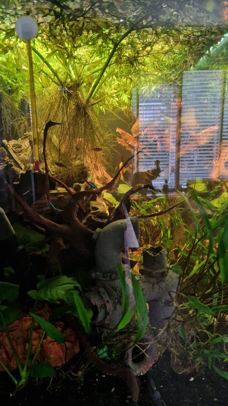 Aqualantis aquarium 150x150x50, Dieren en Toebehoren, Vissen | Aquaria en Toebehoren, Ophalen, Zo goed als nieuw, Gevuld zoetwateraquarium
