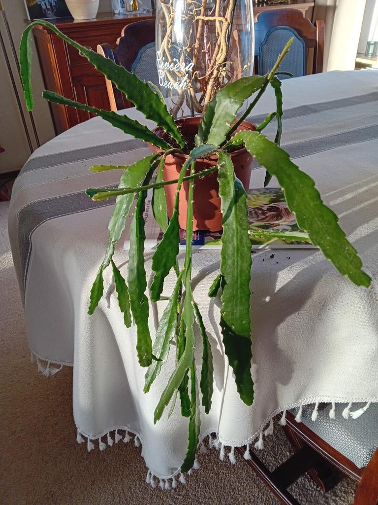 Mooie vetplant in pot, EPIPHYLLUM, Vetplant, In pot, Minder dan 100 cm, Groene kamerplant