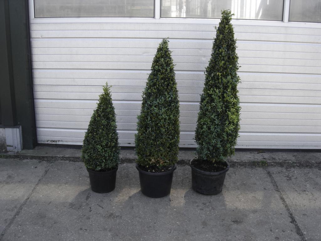 Buxus piramides diverse maten 90 t/m 150cm al vanaf €12,50, Ophalen, Halfschaduw, Overige soorten, Lente