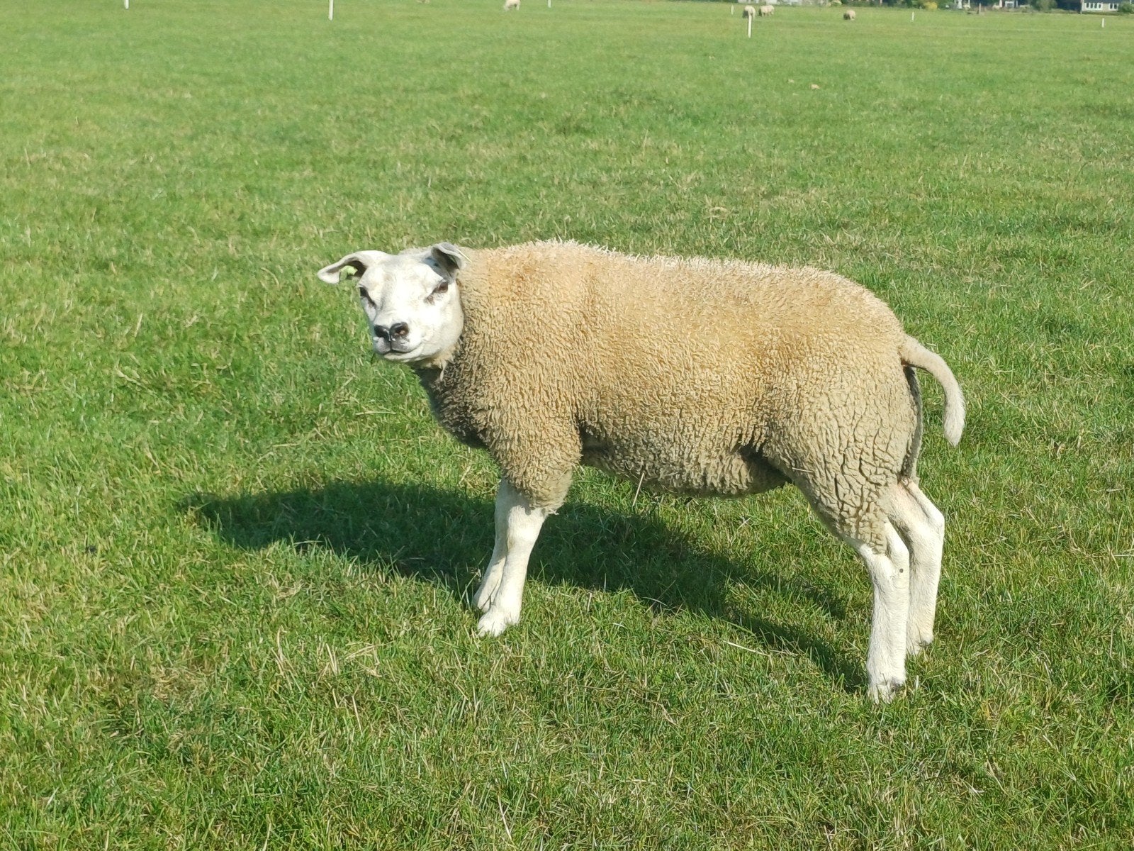Texelaar stamboek ooilam, Vrouwelijk, Schaap