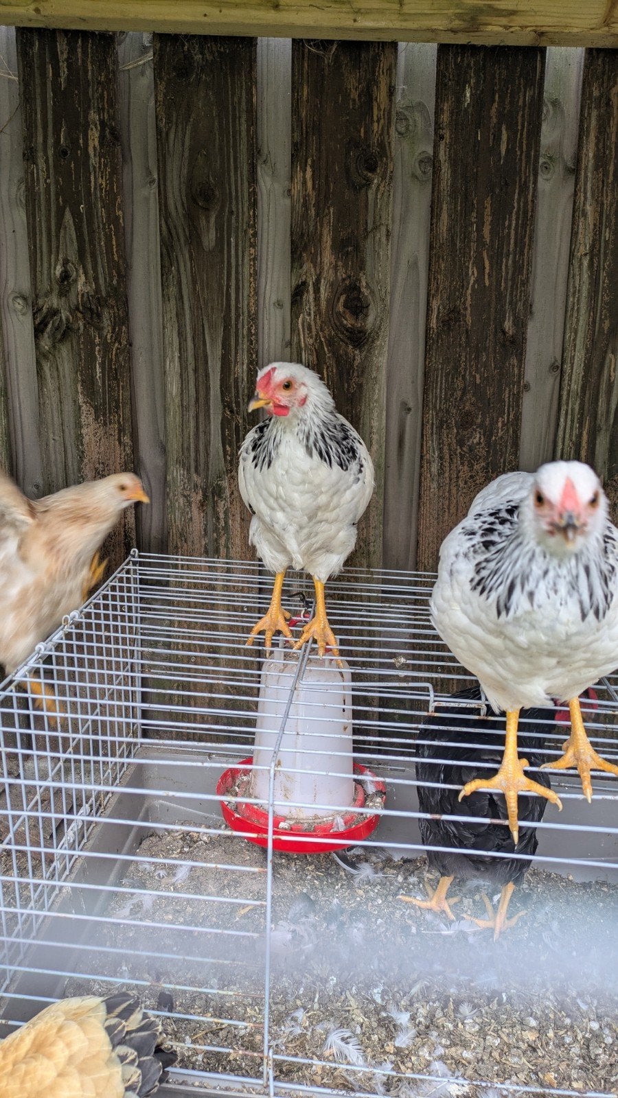 Wyandotte wit Columbia haan en hen, Dieren en Toebehoren, Pluimvee, Meerdere dieren, Kip