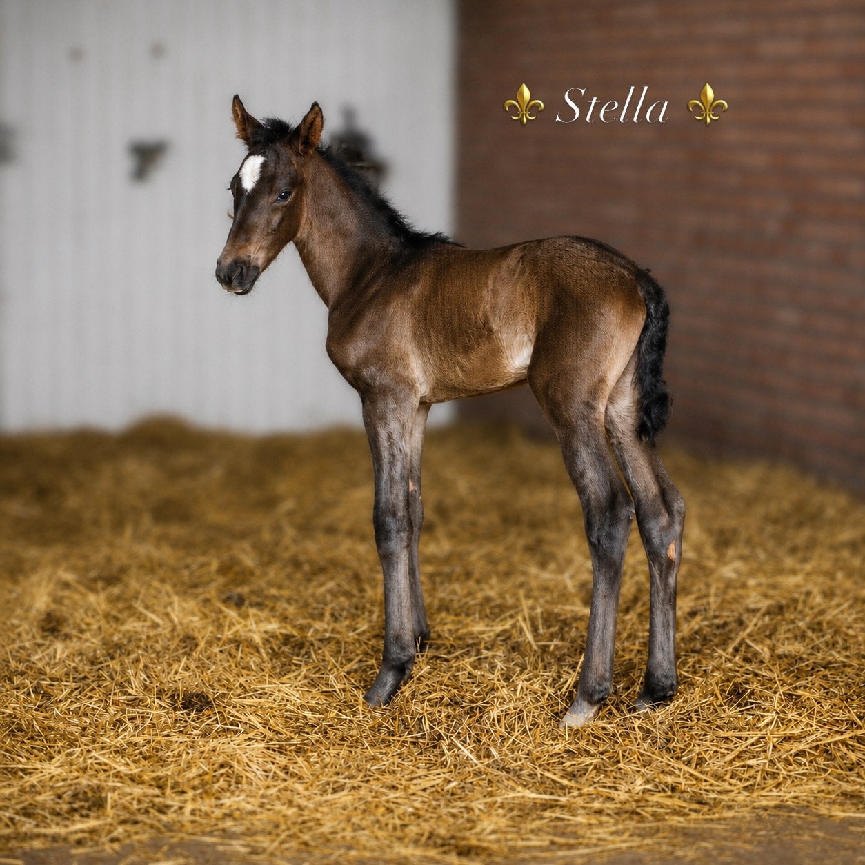 Talentvolle en bloedmooie KWPN merrieveulen van de fokker, Dieren en Toebehoren, Paarden, Merrie, Met stamboom, Dressuurpaard