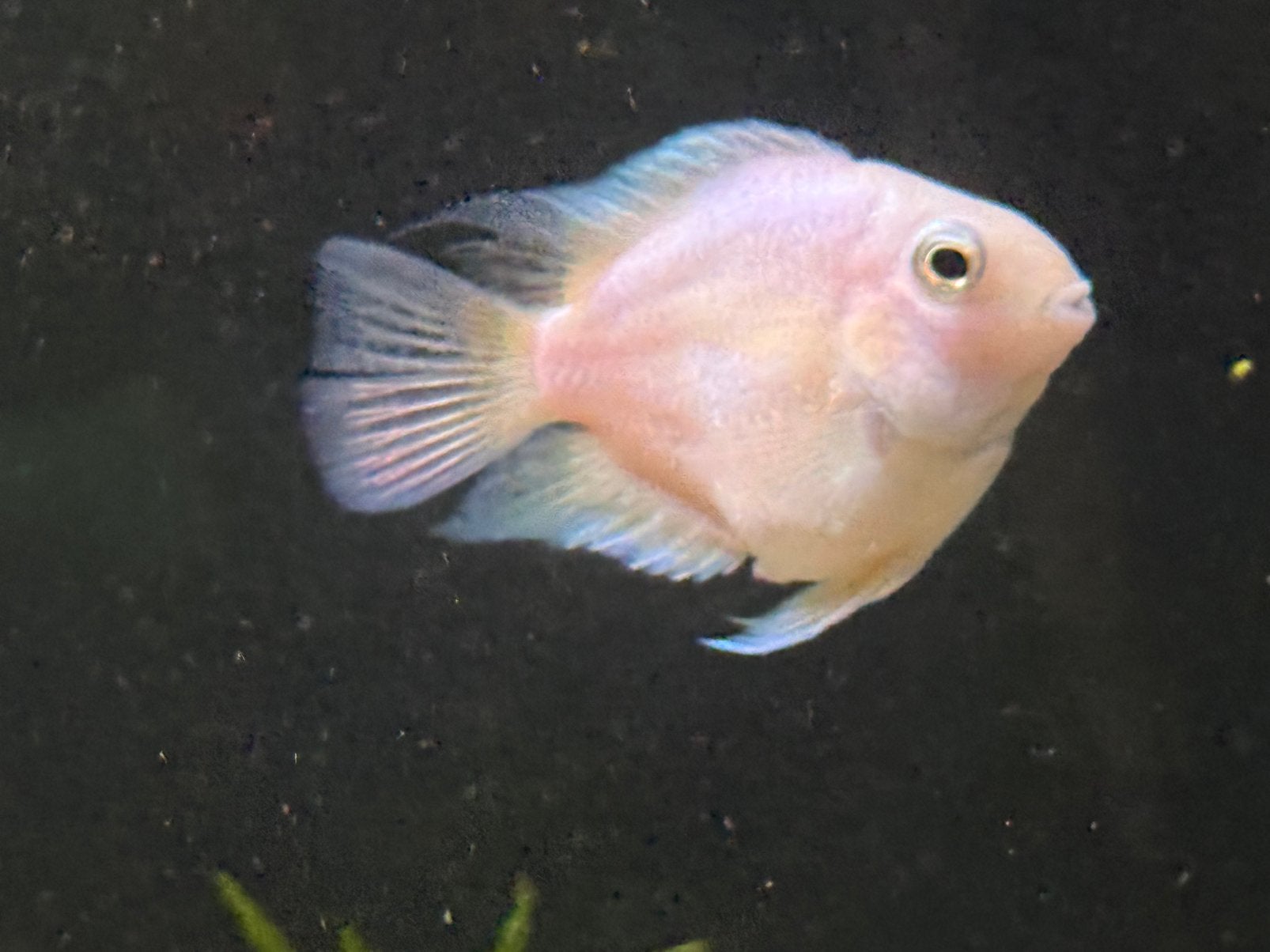 Blue Parrot Cichlid & Platinum Parrot Cichlid, Dieren en Toebehoren, Vis