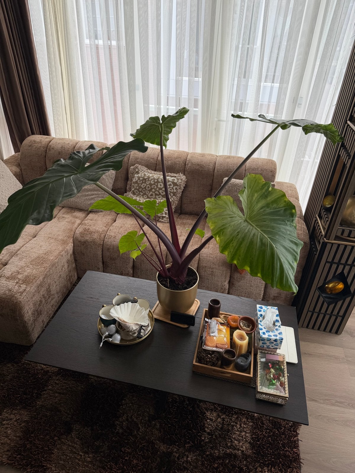 Grote Alocasia (Olifantsoor) - 1,5m hoog, dorstig en snelgro, Huis en Inrichting, Kamerplanten, Ophalen, 100 tot 150 cm, Overige soorten