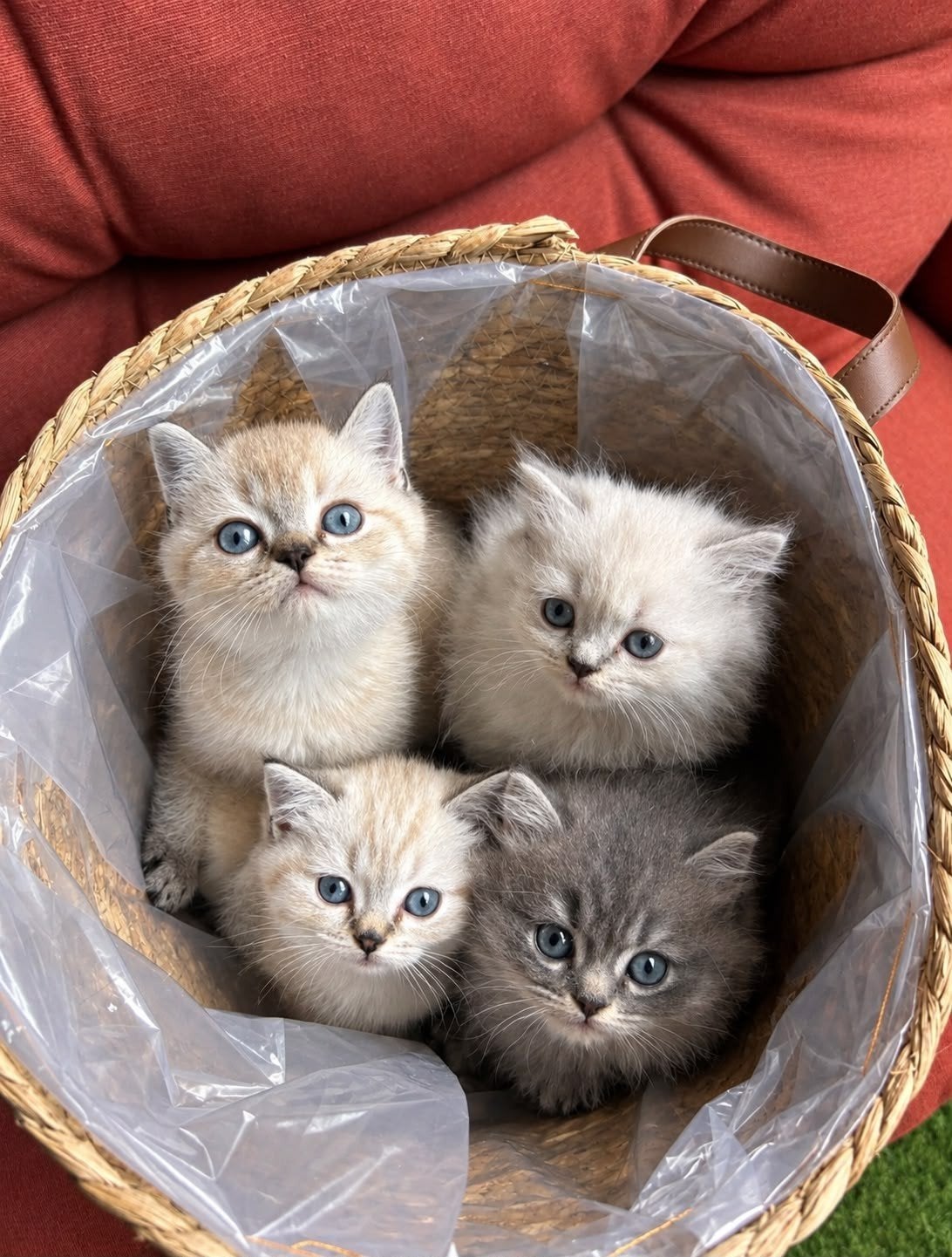 Britse korthaar  & Britse Longhaar🩷🩵 kittens